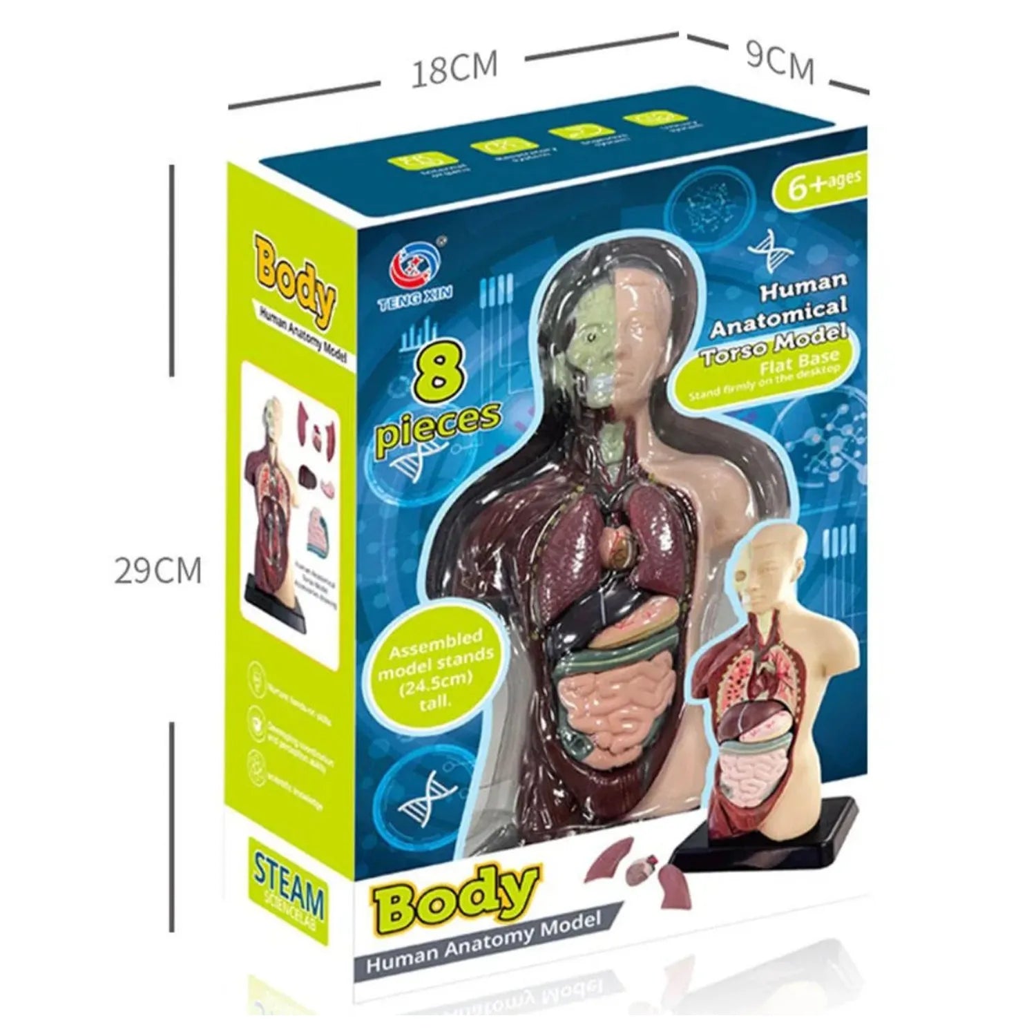 Juguete de Anatomía Cuerpo Humano 24cm - Martina Baby & Kids